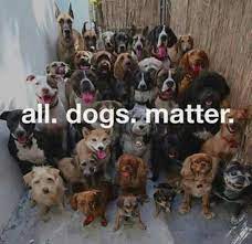 Pin By Whitney Guzman On Animals Cute Dogs Dog Poses Cute Animals