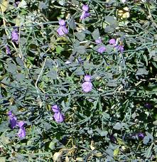 Image result for Dicliptera