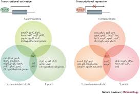 Image result for yersinia fotos