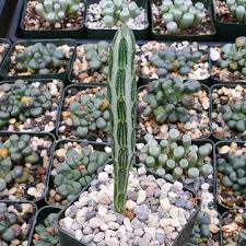 Image result for Senecio propior