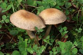 Image result for Macrotyloma stenophyllum