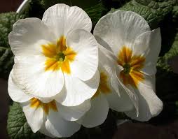 White Primrose Primrose Flower Meanings Summer Garden