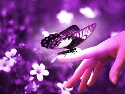 Select from premium purple butterfly of the highest quality. Wheres My Guru On Twitter Purple Butterfly Wallpaper Purple Butterfly Butterfly Background