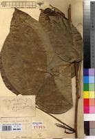 Image result for Ritchiea capparoides