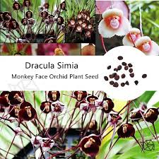 Monkey Face Orchid Flower Seeds ...