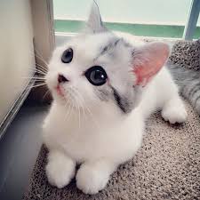 Wallpaper kucing memiliki banyak sekali koleksi wallpaper kucing, jika anda termasuk salah satu dari mereka yang menyukai dunia fantasi wallpaper gambar kucing yang menakjubkan inilah tempat anda mendapatkan banyak. Gambar Kucing Yang Paling Comel Di Dunia 81021 Nama Untuk Kucing Comel Lucu Dan Unik