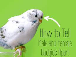 Is My Budgie A Boy Or A Girl Photo Identification Guide Pethelpful