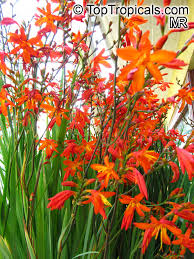 Image result for Crocosmia