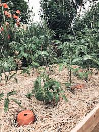 Richtig Mulchen Statt Giessen Mulchen Tomaten Garten Und Garten Pflanzen