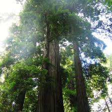 We did not find results for: California Road Trip Lady Bird Johnson Grove Redwood National Park Skyaboveus