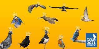 Dezember aus 307 arten ihren lieblingsvogel. Vogel Des Jahres 2021 Hauptwahl Beginnt Nabu