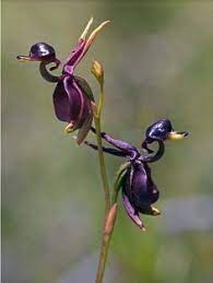 Pin On Plants