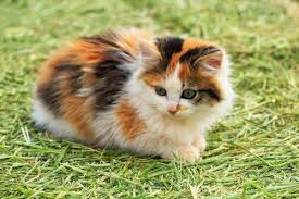 Kucing persia merupakan kucing yang sangat cantik dan indah dengan bentuk tubuh yang besar, padat, kepala besar dan bulat, ditutupi lapisan bulu yang tebal. Mengenal Kucing Calico Yang Penuh Warna Bulu Indah Gerava Ikan Hias Burung Kicau Kucing Anjing