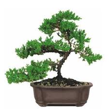 Der chinesische wacholder (juniperus chinensis) ist eine pflanzenart aus der familie der zypressengewächse (cupressaceae). Wacholder Bonsai Juniperus Bonsai Empire
