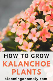 Growing Kalanchoe Plants In 2021 Plants Popular House Plants Hardy Plants