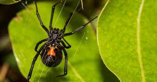Black widow spiders are arachnids that are known for the females' unique appearance and tendency to eat their mates. Black Widow Spider Bite What Does It Look Like