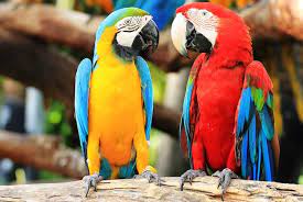 Come in, learn the word translation parrot and add them to your flashcards. Parrot Names 250 Best Popular And Cute Names For Pet Parrots My Pet S Name