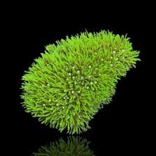 Image result for Polystachya pachychila