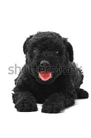 The hungarian puli is incredibly smart, and it's not afraid to put its intelligence to use, even against its the hungarian puli is athletic and agile, so it will love doing physical activities that are similar to. Little Hungarian Puli Dog Stock Photo C Fesus 1004601 Stockfresh