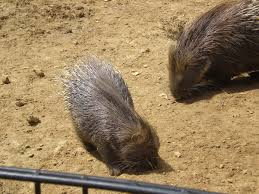 Kecamatan di kabupaten sanggau jalan tanjung pura karawang jalan kemuning kecamatan pontianak kota kapuas landak rivers from the air south kalimantan by indonesia. Porcupine Wiktionary