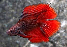 But the distinguishes between both, that is, the rosetail species has. Twintail Halfmoon Betta Tropical Fish Keeping