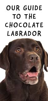 Pedigree chocolate labrador puppies for sale. Chocolate Labrador Fun Facts About Lovely Chocolate Labs
