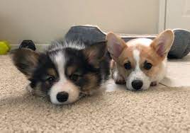 These pembroke welsh corgi puppies are friendly & energetic. Gwinnett Forum Brack Even When Searching For A Dog Be Careful Scams Abound
