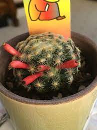 Mammillaria is one of the largest genera in the cactus family. Identity And Give Care Instructions For Mammillaria Cactus Gardening Landscaping Stack Exchange