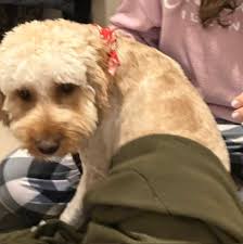 Just found this pop wandering through our neighborhood around sprinkle and  TU.