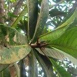 Image result for Ficus saussureana