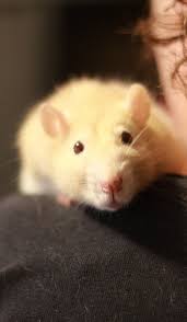 That being said, have your dentist take a people also searched for: Please Send Some Support Just Found Out My Baby Girl Has Cancer And Will Need To Be Sent To The Next World Rats