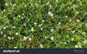 Image result for Gomphrena celosioides