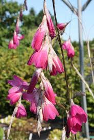 Image result for Dierama