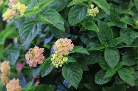 Die art, pflanzen für die eisigen monate vorzubereiten, variiert von sorte zu sorte: Pflanzen Fur Die Pralle Sonne Geeignete Balkon Und Kubelpflanzen