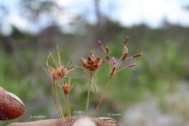 Image result for Bulbostylis hispidula