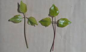 Image result for Commiphora mossambicensis