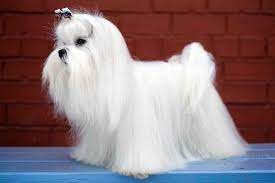 We did not find results for: 17 Top Dog Breeds Sporting Longhaired Locks