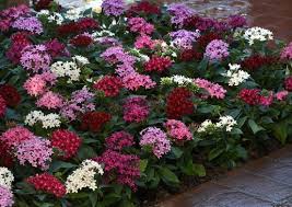 Image result for Pentas longiflora