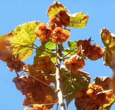 Image result for Dombeya kirkii