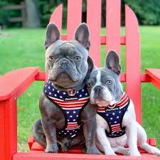 The most common french bulldog birth material is metal. Common Health Issues In French Bulldogs
