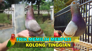 Poin menarik dari ide wallpaper merpati gambar tato adalah. 100 Gambar Merpati Bagus Paling Bagus Gambar Pixabay