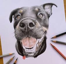 Pencil Drawing Of A Dog Interestingasfuck