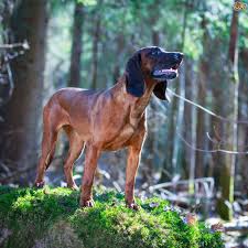 bavarian mountain hound hound breeds working dogs breeds