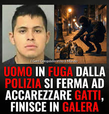 I gatti conquisteranno il mondo