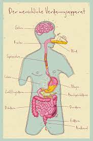Anatomie Der Verdauung Eine Reise Durch Den Korper Aponova Gmbh