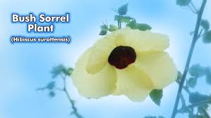 Image result for Hibiscus surattensis