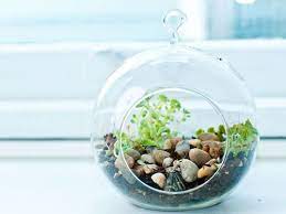 Fake A Green Thumb Terrarium Plants How To Make Terrariums Horticulture Projects