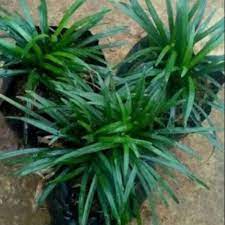 Rumput jenis zoysia sangat cocok untuk wilayah dengan cuaca panas atau beriklim tropis, seperti indonesia. Tanaman Hias Kucai Mini Rumput Kucai Shopee Indonesia