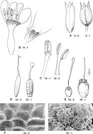 Image result for Schinziella tetragona