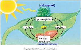 Cellular Respiration In Plants Diagram Google Search Photosynthesis Cellular Respiration Photosynthesis And Cellular Respiration